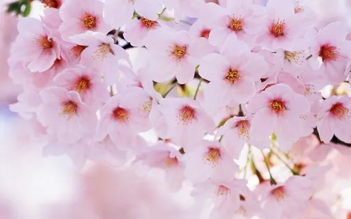 Meditação da Criança Interior 