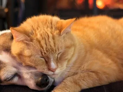 Meditação da Gratidão Amorosa