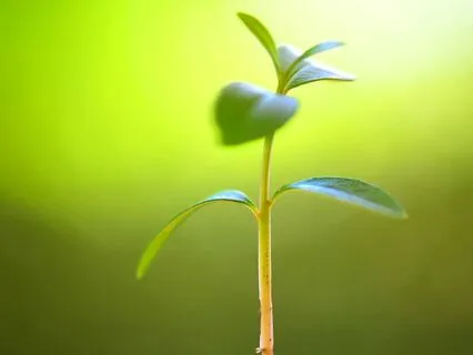 Meditação "Dança com a Vida"