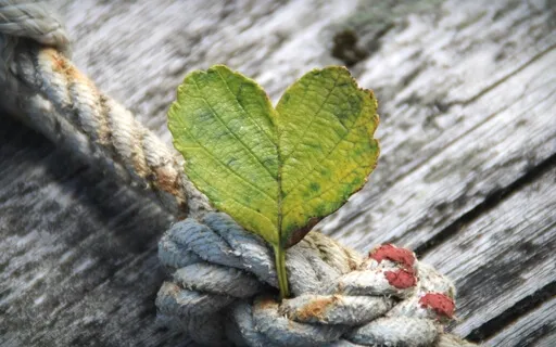 Meditação de co-criação