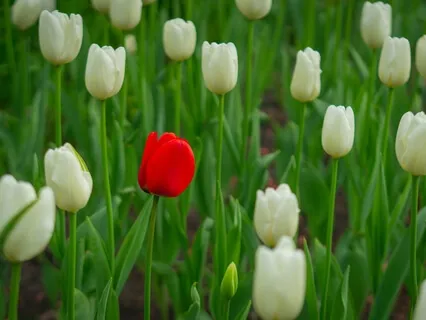 Meditação: Entre os Outros Eu Encontro-me
