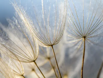 Meditação Focada na Respiração e no Corpo