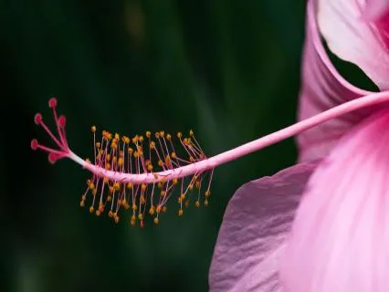Meditação Guiada de Libertação e Perdão
