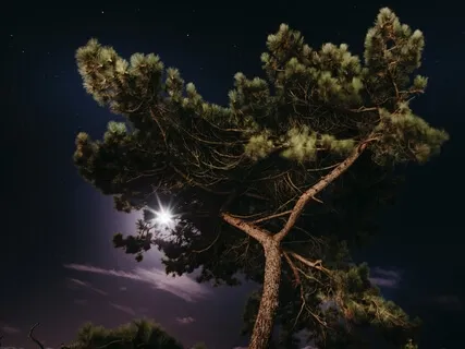 Mindfulness para Transformação do Medo do Covid19