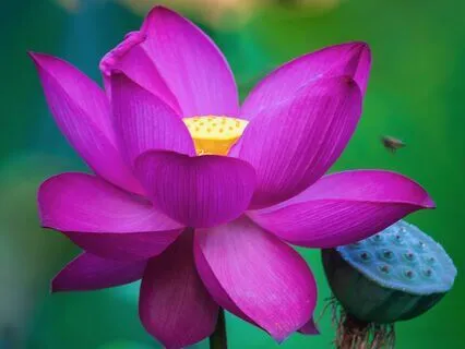 Meditação Mindfulness