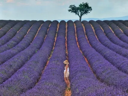 Meditação O Caminho da Força