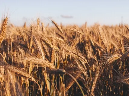 Meditação para a Abundância