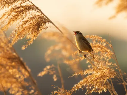 Meditação Para Acordar - Bom Dia