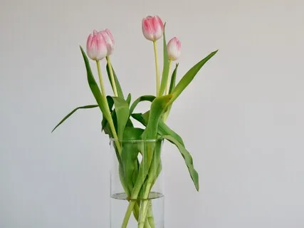 Meditação para Libertar Emoções 