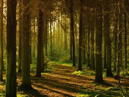 Meditação para o Autoconhecimento 