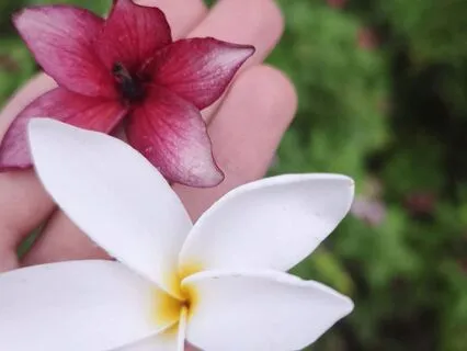 Meditação para potenciar Qualidades