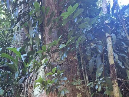 Meditação Plante sua Semente de Intenção