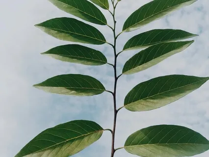 Meditação Respiração Afectuosa