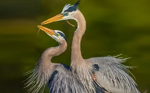 Meditação Xamânica - A Transformação da Garça Azul