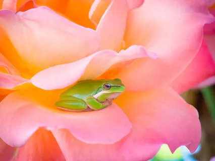 Meditação Xamânica - Limpeza - Medicina do Sapo