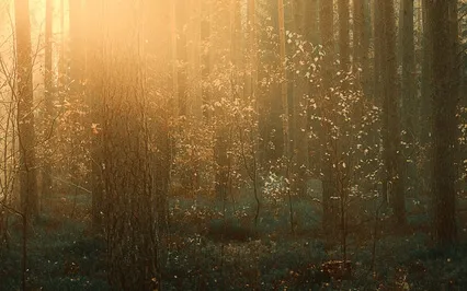 Meditacija KELIONĖ NAMO