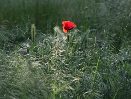 Meditació Guiada pel Dolor Menstrual