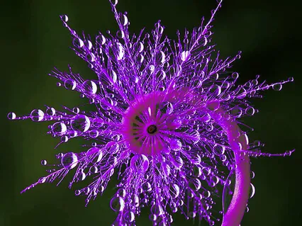 Meditació Trascendental