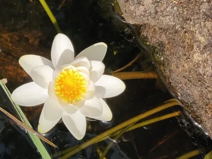 Meditaion med andetaget som fokus