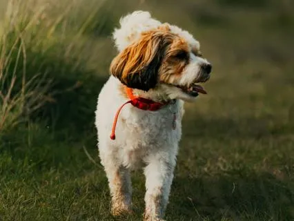 Meditale : The Day The Dog Went Walkies