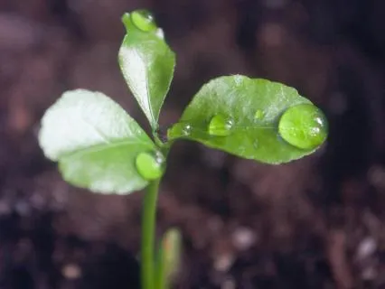 Meditale : The Seedling And The Light