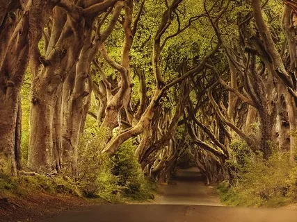 Meditape 1 Ambient Nature - Forest (B2)