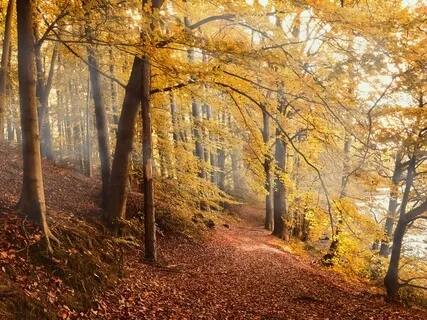 Meditape 1 Ambient Nature: Forest