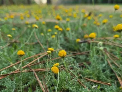 Meditar De Olhos Abertos Para A Vida
