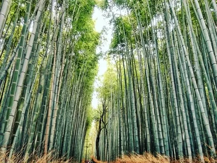 Music To Meditate (60 Minutes)