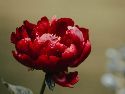 Meditate for 20 Minutes, Unless You Are Busy, Then Meditate for an Hour