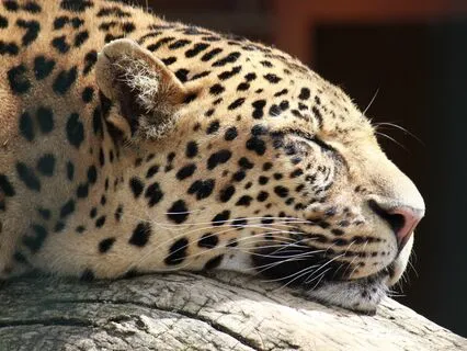 Meditate On Favourite  Animals