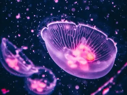 Meditate To Planetary Chakra Frequencies | Crown - 433.56hz