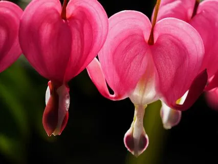 Meditate to Planetary Chakra Frequencies | Heart - 432.10hz