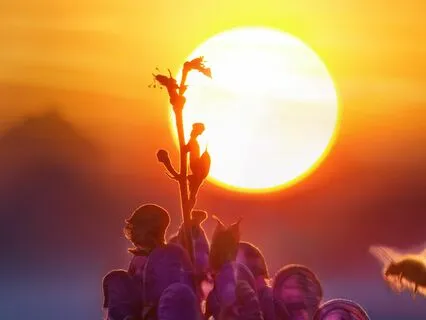 Meditate To Planetary Chakra Frequencies | Sun - 449.hz