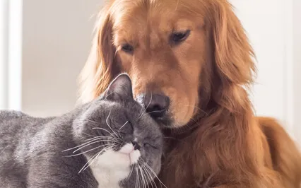 Meditate With Your Animal To Help Heal Their Past