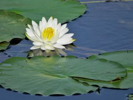 Meditatie Ghidata Pentru Dezvoltarea Atentiei Difuze