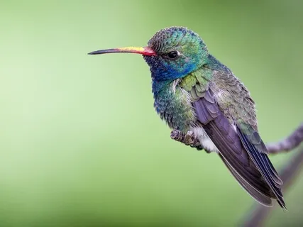 Meditation Meditating - Traditional Sitar Music With Tanpura Drone
