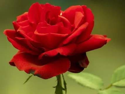 Meditating On A Rose: Bedtime Story