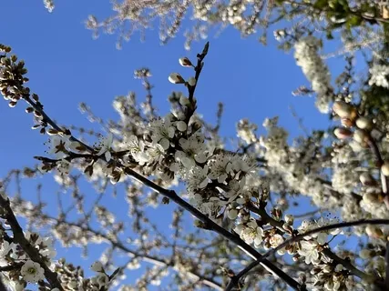 Meditating on the Breath