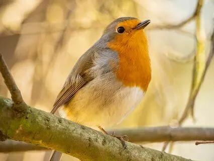 Meditating On The Day Ahead