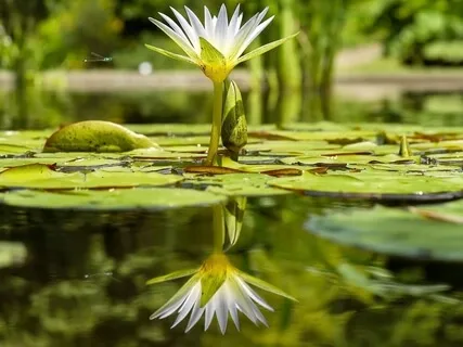 Meditating With Your Fairy Godmother