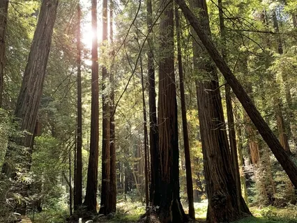 Meditating With Your Pet