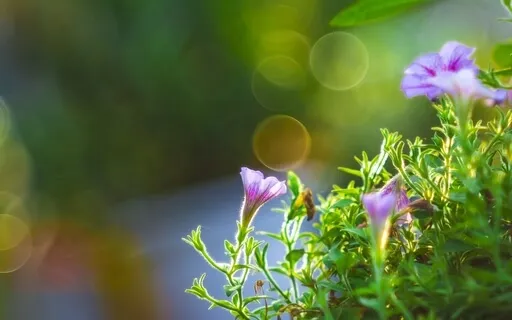 Meditation: Allowing The Body To Heal Itself