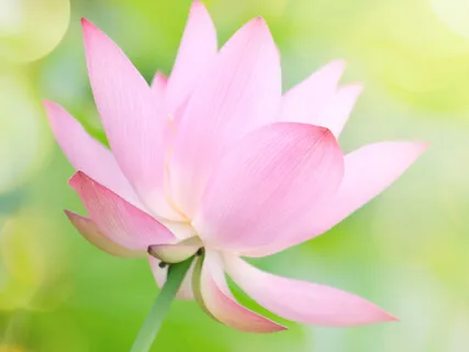 An Exploration Of Compassion And Love