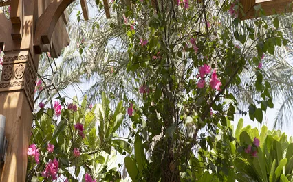 Meditation & Affirmations Of Gratitude & Peace