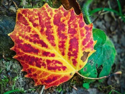 Meditation And Teachings Of Ram Dass