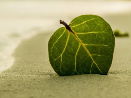 Meditation & Visualization Tour Through Your Home