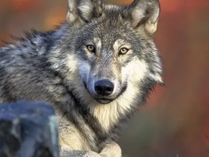 Meditation: Ask For Help From Animal Spirit Guides