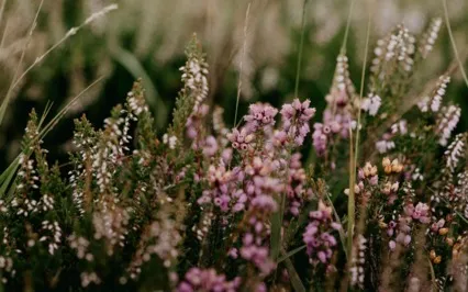 Meditation - Being Held