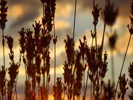 Meditation Brainwaves